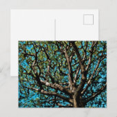 Eikenboom Briefkaart (Voorkant / Achterkant)