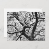 eikenboom in de winter briefkaart (Voorkant / Achterkant)