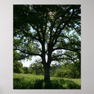 eikenboom, lentemenweide, portret poster