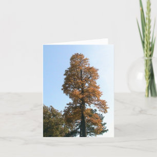 Eikenboom Wenskaart Kaart