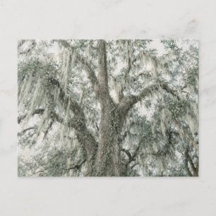 Eikenkathedraal   Levende eik   Briefkaart