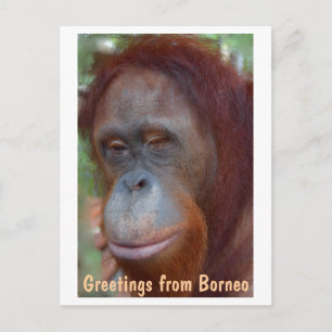 eiland Borneo Orangutan Briefkaart
