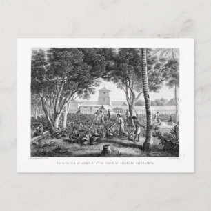 eiland Guam: autochtonen op het werk in de tuin va Briefkaart