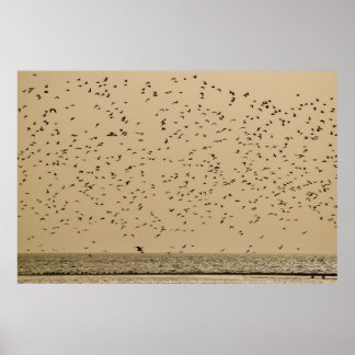 Eiland van vogels poster