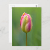 Einzelne Tulpe Briefkaart (Voorkant / Achterkant)