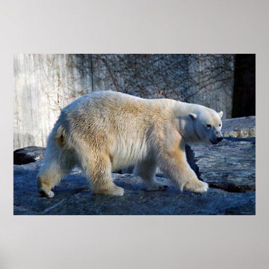 Eisbaer Poster (Voorkant)