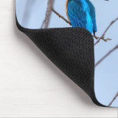Eisvogel im Ansitz Muismat (Hoek)