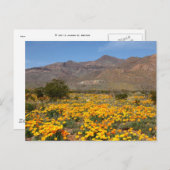 El Paso Poppies Briefkaart (Voorkant / Achterkant)