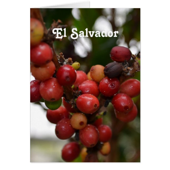 El Salvador Coffee Beans (Devant)