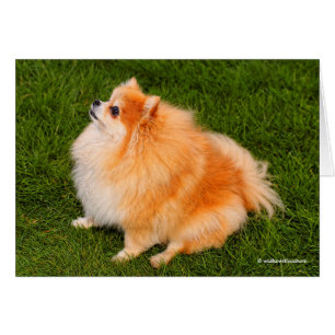 Ela, reine Pom de la pelouse