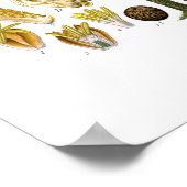 Elaeis guineensis (oliepalm) poster (Hoek)