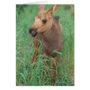 élan, Alces alces, nouveau-né debout