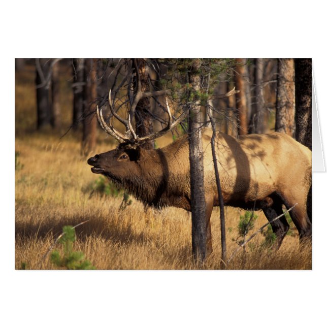 élan, Cervus elaphus, taureau claironne dans un br (Devant horizontal)