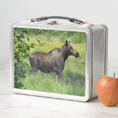 Eland (In situ)