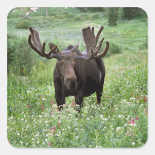 Eland (Alces alces) in bloemenweide, Vierkante Sticker