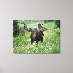 Eland (Alces alces) in wilde bloemen, Canvas Afdruk