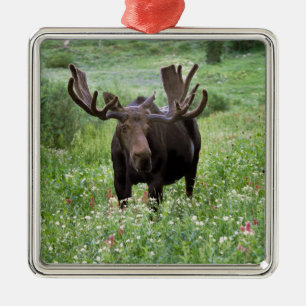 Eland (Alces alces) in wilde bloemen, Metalen Ornament