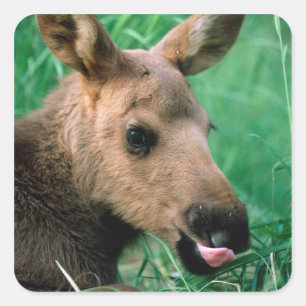 eland, Alces alces, kalf liggend in gras, Kenai Vierkante Sticker