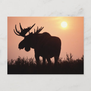 eland, Alces alces, stier met grote gewei, Briefkaart