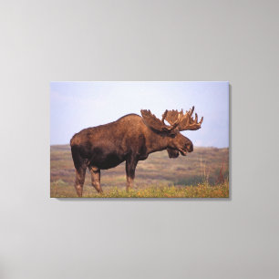 eland, Alces alces, stier met grote gewei Canvas Afdruk