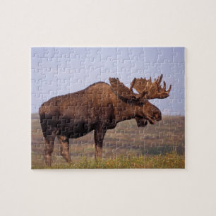 eland, Alces alces, stier met grote gewei Legpuzzel