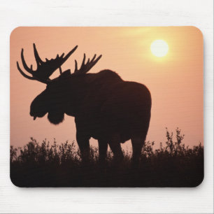 eland, Alces alces, stier met grote gewei, Muismat