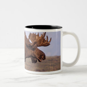eland, Alces alces, stier met grote gewei Tweekleurige Koffiemok