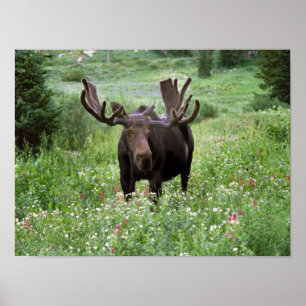 Eland (Alces alces) tussen wilde bloemen, Poster