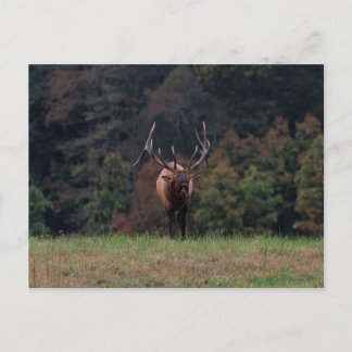 Eland Ansichtkaart Briefkaart