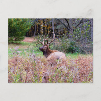 Eland Ansichtkaart Briefkaart