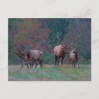 Eland Ansichtkaart Briefkaart