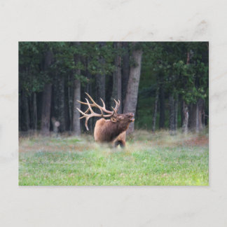 Eland Ansichtkaart Briefkaart