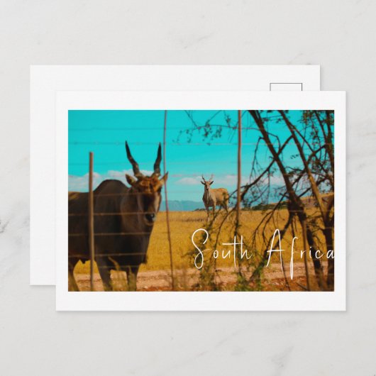 Eland Antelope Animal Zuid-Afrika ZA Briefkaart (Voorkant / Achterkant)