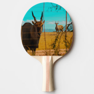 Eland Antelope Animal Zuid-Afrika ZA Tafeltennisbatje
