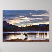Eland bij Sprague Lake, Colorado