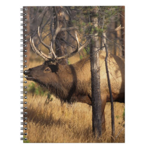 eland, Cervus elaphus, stier balkt in een uitgebra Notitieboek