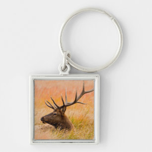 Eland (Cervus Elephus) Rustend In Weiland Gras Sleutelhanger