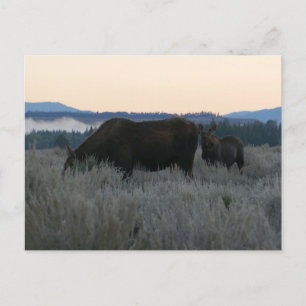 Eland grazend bij zonsopgang bij Grand Teton Briefkaart