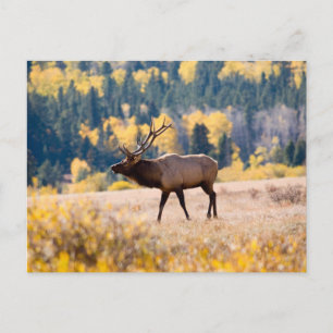 Eland in Rocky Mountain National Park, Colorado Briefkaart