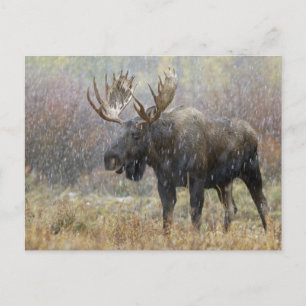 Eland in sneeuwstorm met espbomen briefkaart
