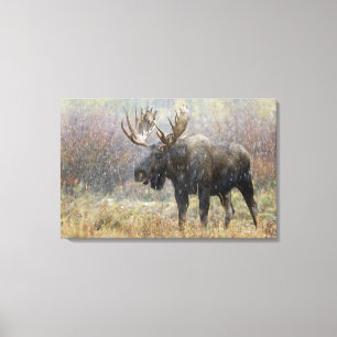 Eland in sneeuwstorm met espbomen canvas afdruk