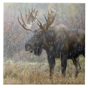Eland in sneeuwstorm met espbomen tegeltje