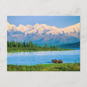 Eland in Wonder Lake Briefkaart