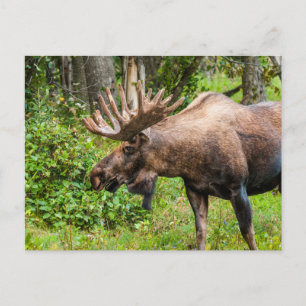 Eland Kenai schiereiland, Alaska Briefkaart