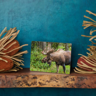 Eland   Kenai-schiereiland, Alaska Fotoplaat