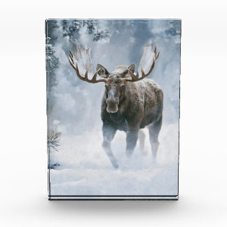 Eland loopt door boreale sneeuw fotoblokken
