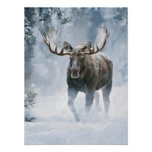 Eland loopt door boreale sneeuw perfect poster
