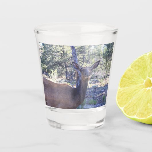 Eland Shotglas Shot Glas (Voorkant)
