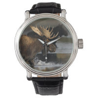 eland spatten in het water