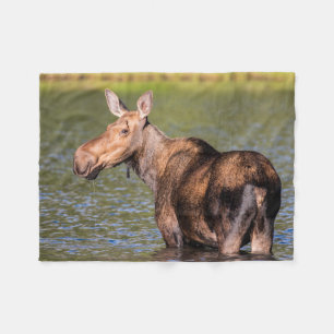 Eland voederen in Glacier National Park, Montana Fleece Deken